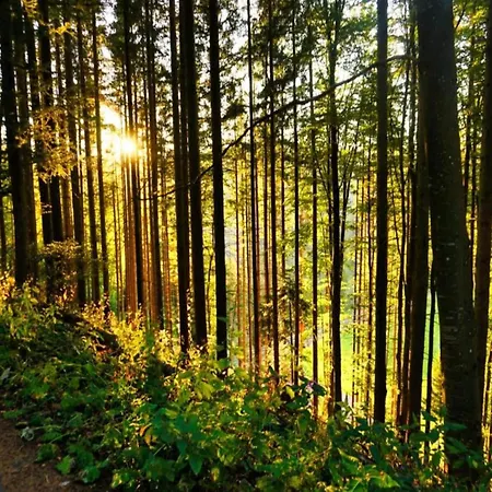 With Terrace In The Black Forest *